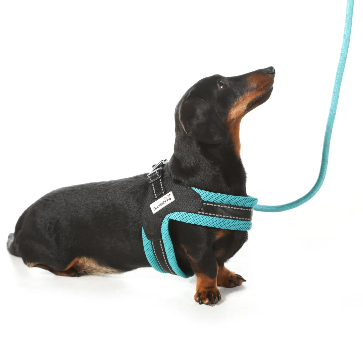 Doodlebone Originals Rope Lead 1.2m Aqua